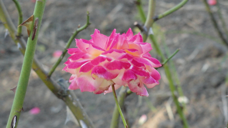 img0013.jpg