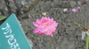 img0011.jpg