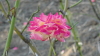 img0013.jpg