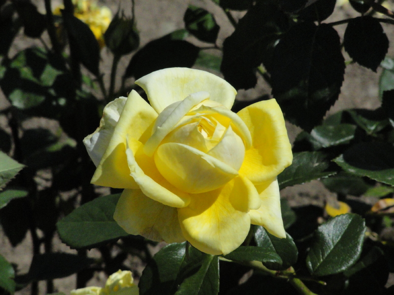 img0005.jpg