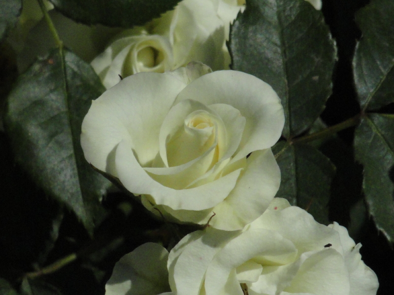 img0012.jpg