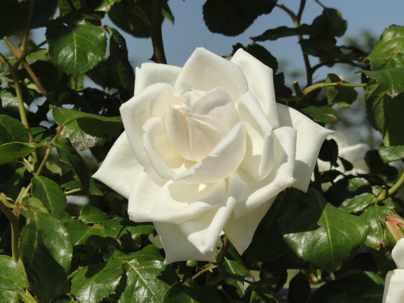 img0019.jpg