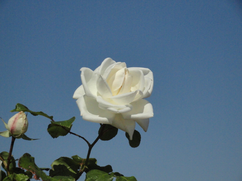 img0020.jpg