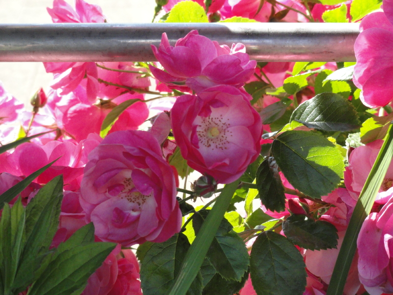 img0035.jpg