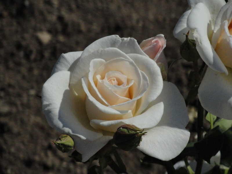 img0037.jpg