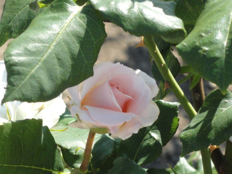 img0038.jpg