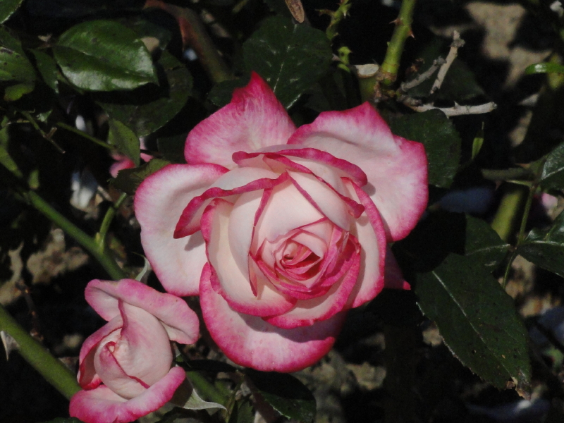 img0042.jpg