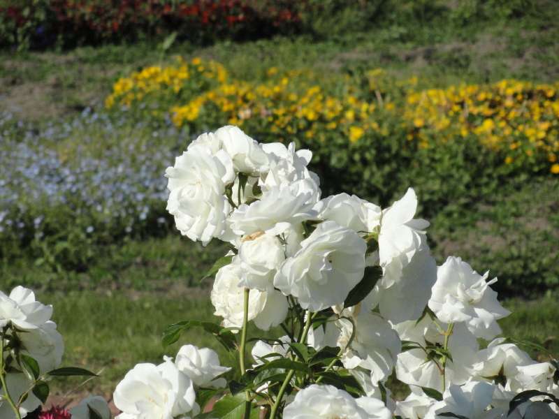 img0051.jpg