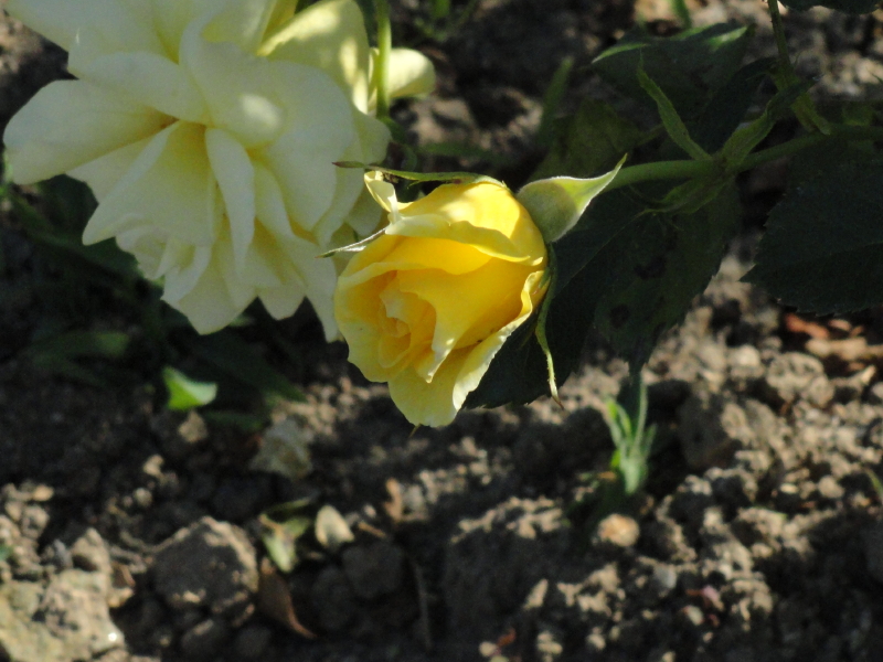 img0052.jpg