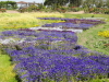 img0003.jpg