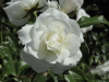 img0004.jpg