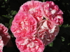 img0008.jpg