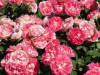 img0010.jpg