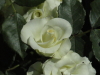 img0012.jpg