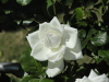 img0017.jpg