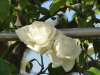 img0018.jpg