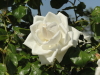 img0019.jpg