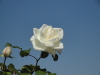 img0020.jpg