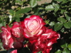 img0023.jpg