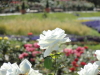 img0030.jpg