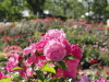 img0034.jpg