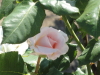 img0038.jpg
