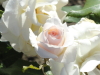 img0039.jpg