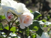 img0040.jpg