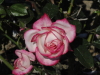 img0042.jpg