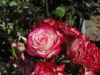 img0043.jpg