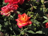 img0049.jpg