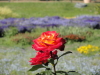 img0050.jpg