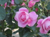 img0055.jpg