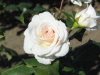 img0056.jpg