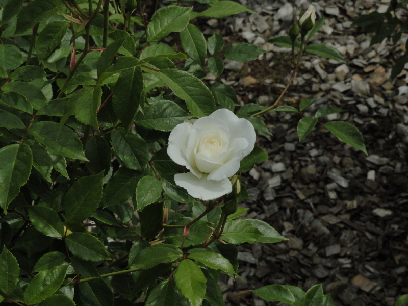 img0011.jpg