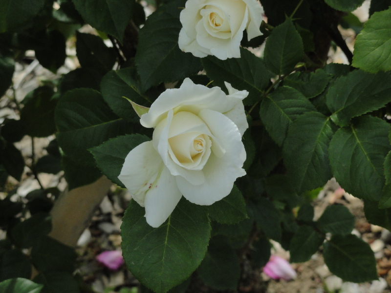 img0042.jpg