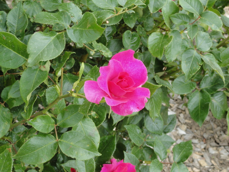 img0046.jpg