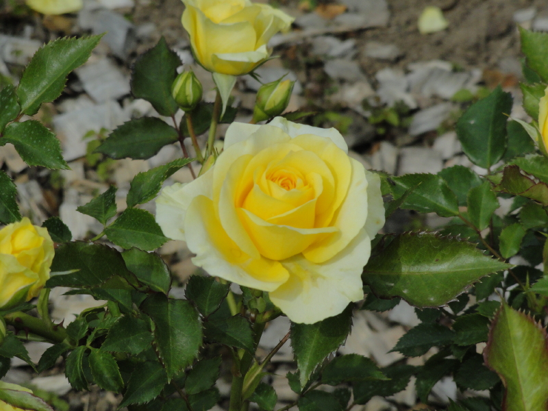 img0057.jpg