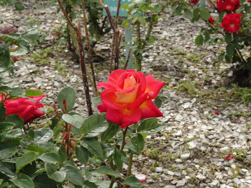 img0064.jpg