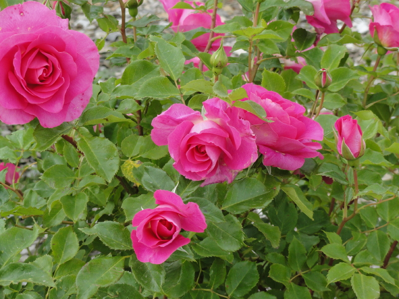 img0080.jpg
