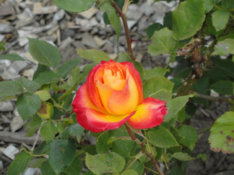 img0088.jpg