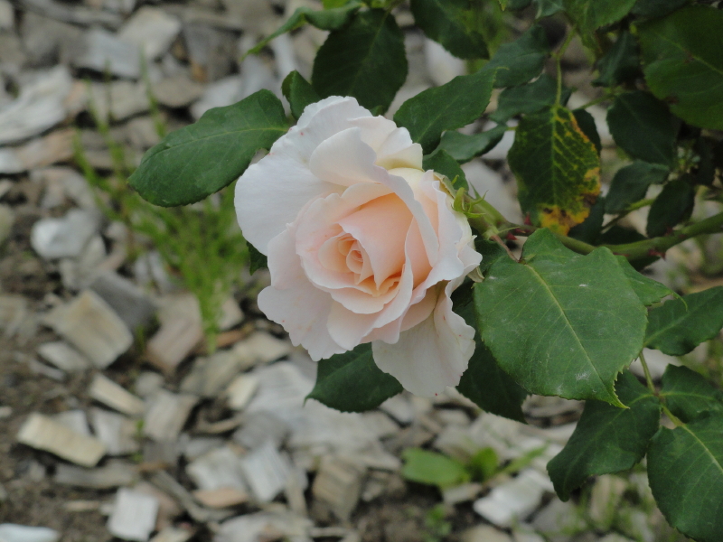 img0094.jpg