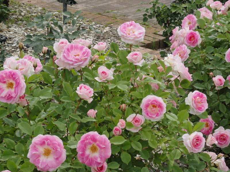 img0102.jpg