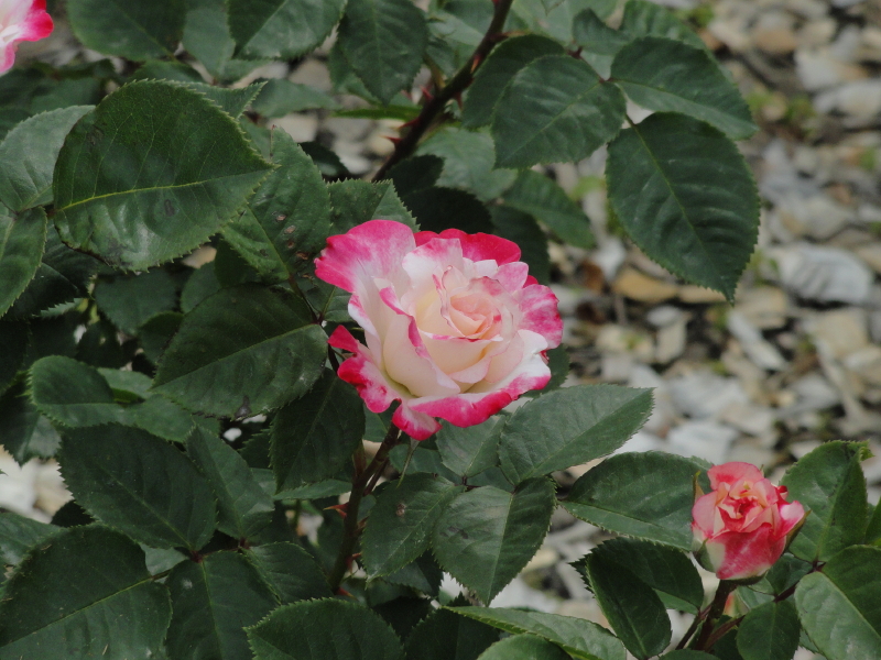 img0104.jpg