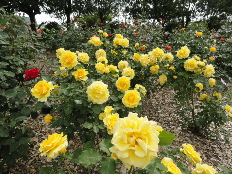 img0113.jpg