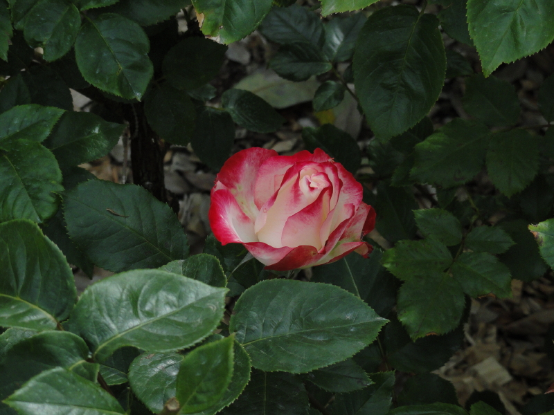 img0116.jpg