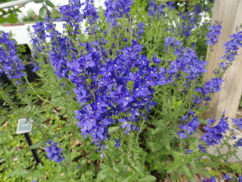 img0146.jpg