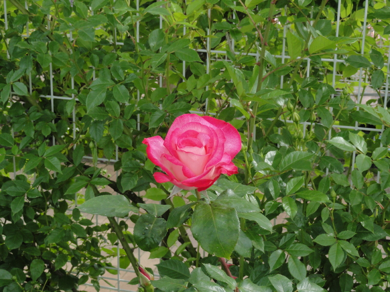 img0151.jpg