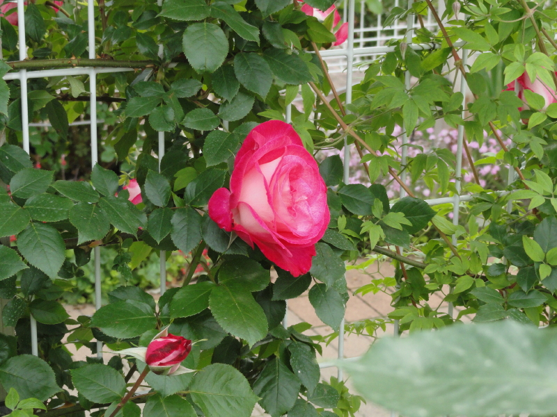 img0152.jpg