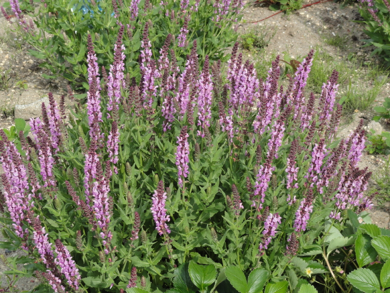 img0175.jpg